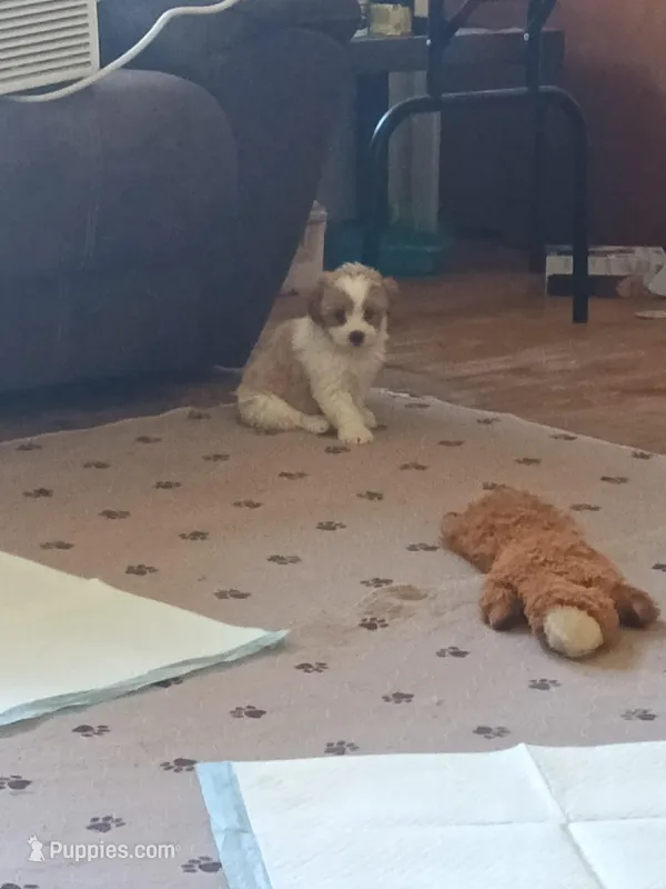 Boss – Poodle - Toy  puppy for sale in Augusta, GA