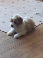 Boss, a male Poodle - Toy  for sale in Augusta, GA – Photo 3 of 6