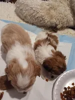 Boss, a male Poodle - Toy  for sale in Augusta, GA – Photo 2 of 6