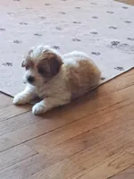 Boss, a male Poodle - Toy  for sale in Augusta, GA – Photo 5 of 6