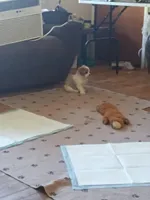 Boss, a male Poodle - Toy  for sale in Augusta, GA – Photo 4 of 6