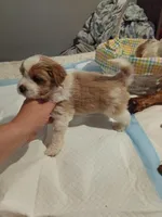 Boss, a male Poodle - Toy  for sale in Augusta, GA – Photo 6 of 6