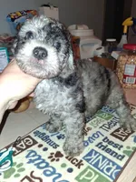 Puppy here Merle doodles moyan special addition ❤️ , a male Labradoodle for sale in Augusta, GA – 6 of 6