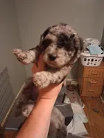 Puppy here Merle doodles moyan special addition ❤️ , a male Labradoodle for sale in Augusta, GA – 3 of 4
