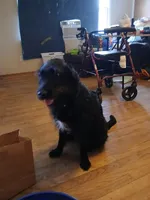 Penni, a female Labradoodle and Poodle - Standard  for sale in Augusta, GA – Photo 2 of 4