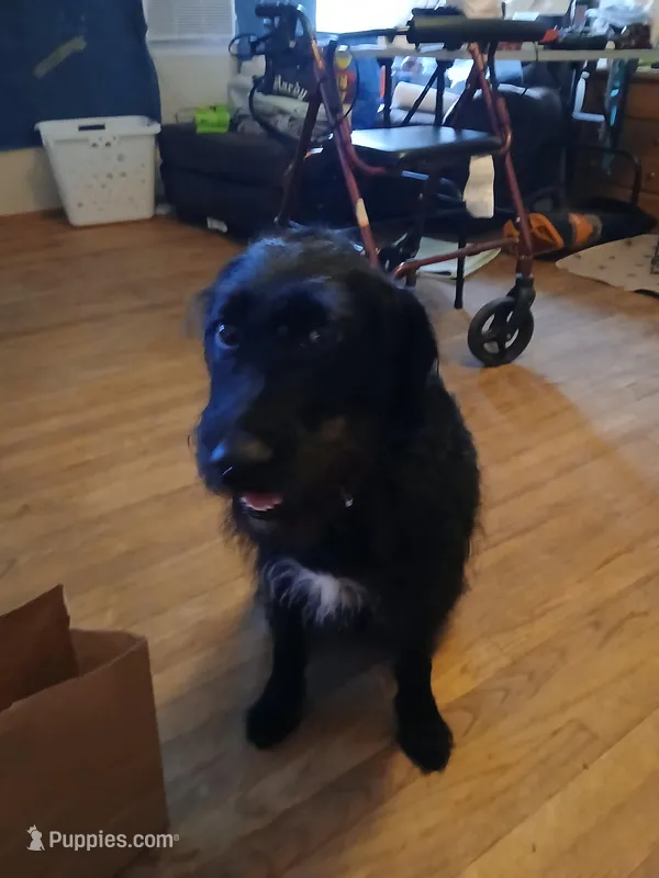 Penni – Labradoodle, Poodle - Standard  puppy for sale in Augusta, GA