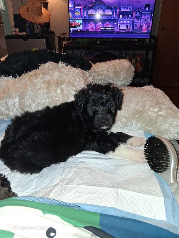 Boots – Labradoodle puppy for sale in Augusta, GA