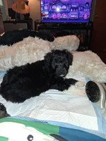 Boots, a male Labradoodle for sale in Augusta, GA – 1 of 7