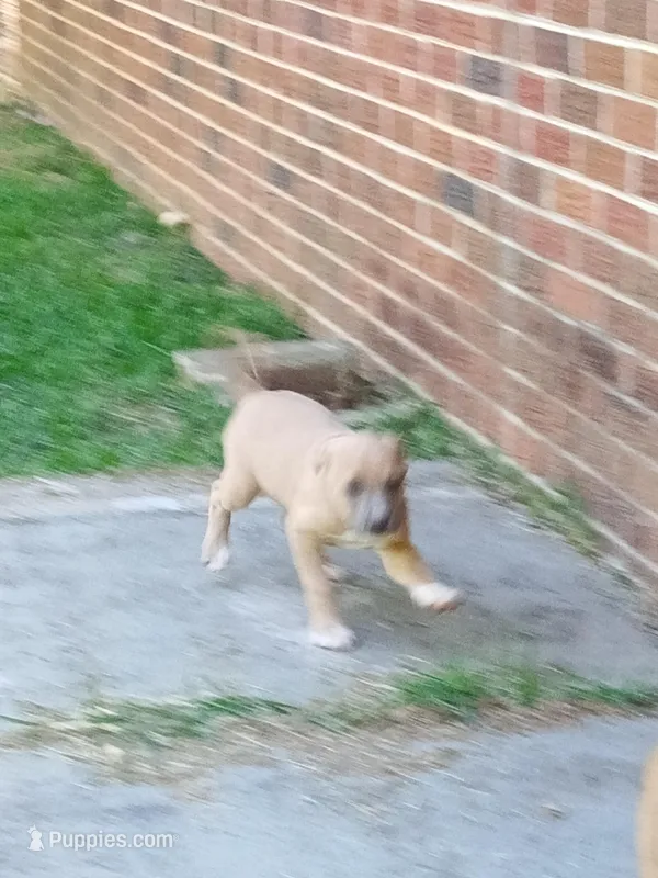 Lulu – Alaskan Malamute puppy for sale in Augusta, GA