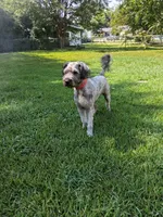 Chance , a male Labradoodle and Poodle - Miniature  for sale in Augusta, GA – 5 of 5