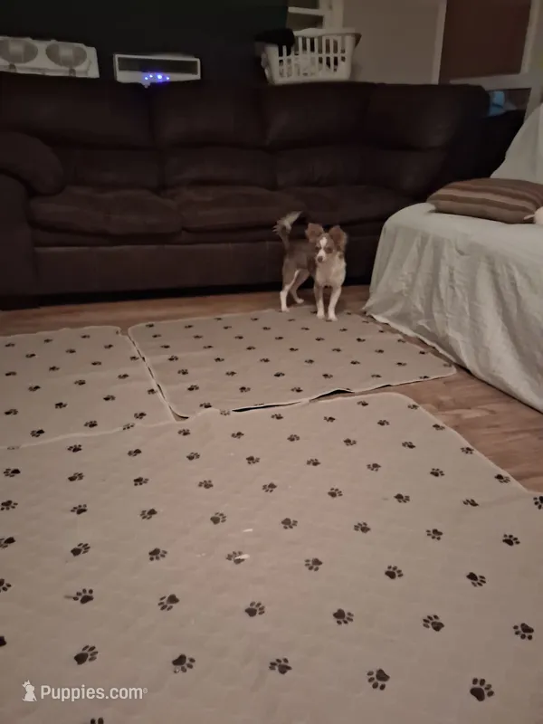 Sassy – Chihuahua puppy for sale in Augusta, GA