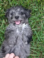 Sweetness, a male Labradoodle and Poodle - Miniature  for sale in Augusta, GA – 2 of 3