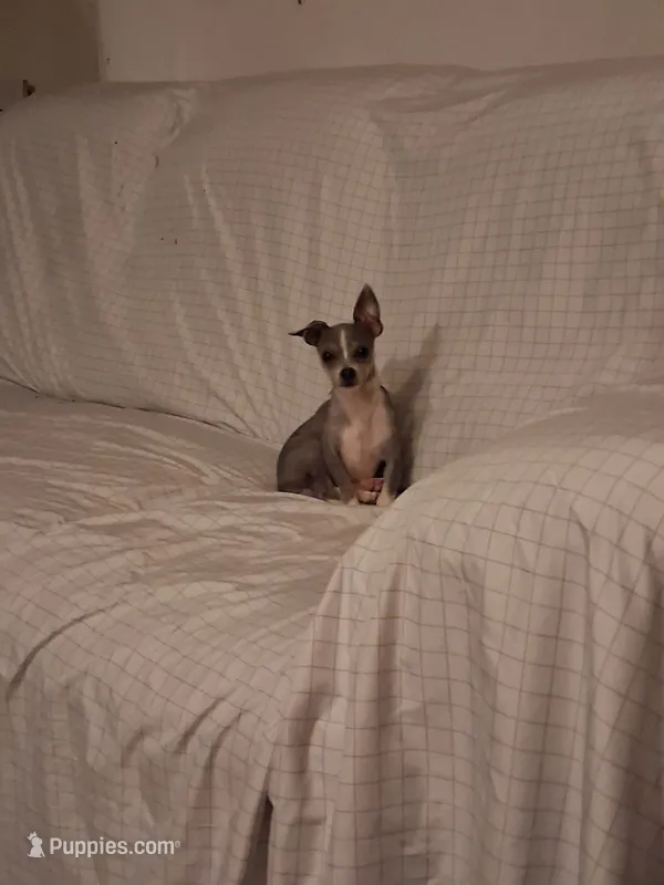 Blue – Chihuahua puppy for sale in Augusta, GA