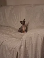 Blue moon, a male Chihuahua for sale in Augusta, GA – 1 of 2