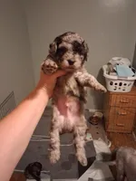 Puppy here Merle doodles moyan special addition ❤️ , a male Labradoodle for sale in Augusta, GA – 2 of 4