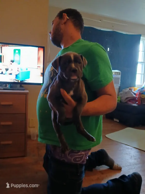 Blue moon – American Bully puppy for sale in Augusta, GA