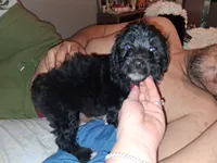 Boots, a male Labradoodle for sale in Augusta, GA – 6 of 7