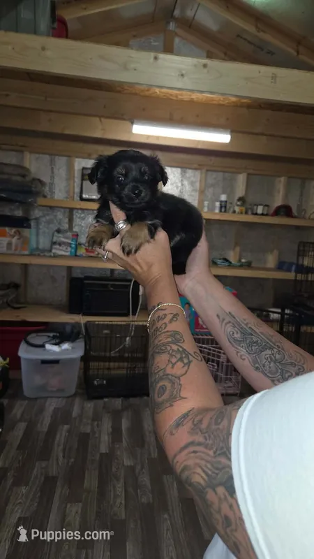 Neno – Chihuahua puppy for sale in Augusta, GA