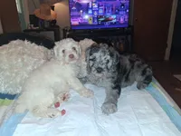 Snowbunny, a female Labradoodle and Poodle - Miniature  for sale in Augusta, GA – 4 of 7