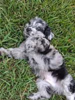 Chance , a male Labradoodle and Poodle - Miniature  for sale in Augusta, GA – 3 of 5