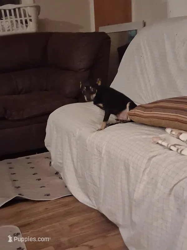 Loala – Chihuahua puppy for sale in Augusta, GA