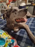 Daisy moomoo, a female Great Dane for sale in Augusta, GA – 3 of 3