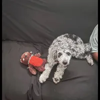 Codi, a male Poodle - Toy  and Poodle - Miniature  for sale in Augusta, GA – Photo 1 of 3