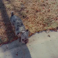 Codi, a male Poodle - Toy  and Poodle - Miniature  for sale in Augusta, GA – Photo 2 of 3