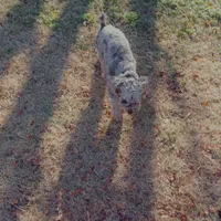 Codi, a male Poodle - Toy  and Poodle - Miniature  for sale in Augusta, GA – Photo 3 of 3