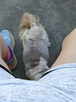 Mersadies, a female Shih Tzu for sale in Augusta, GA – 7 of 8