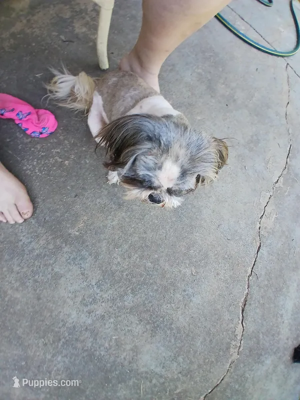 Mersadies – Shih Tzu puppy for sale in Augusta, GA