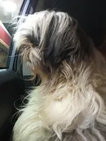 Mersadies, a female Shih Tzu for sale in Augusta, GA – 2 of 8
