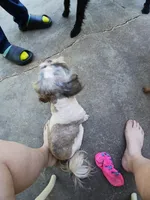Mersadies, a female Shih Tzu for sale in Augusta, GA – 4 of 8