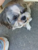 Mersadies, a female Shih Tzu for sale in Augusta, GA – 5 of 8