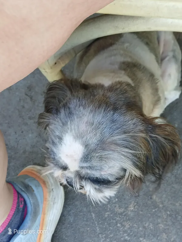 Mersadies – Shih Tzu puppy for sale in Augusta, GA