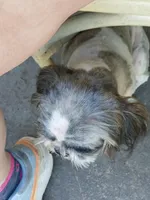 Mersadies, a female Shih Tzu for sale in Augusta, GA – 6 of 8