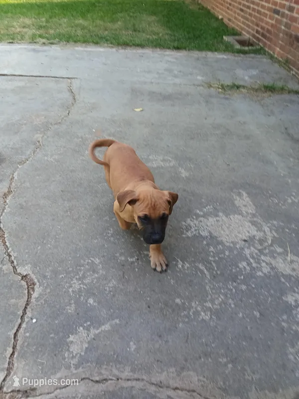 Nicky – Cane Corso puppy for sale in Augusta, GA
