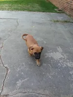 Nicky, a male Cane Corso for sale in Augusta, GA – Photo 1 of 2