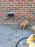 Nicky, a male Cane Corso for sale in Augusta, GA – Photo 2 of 2