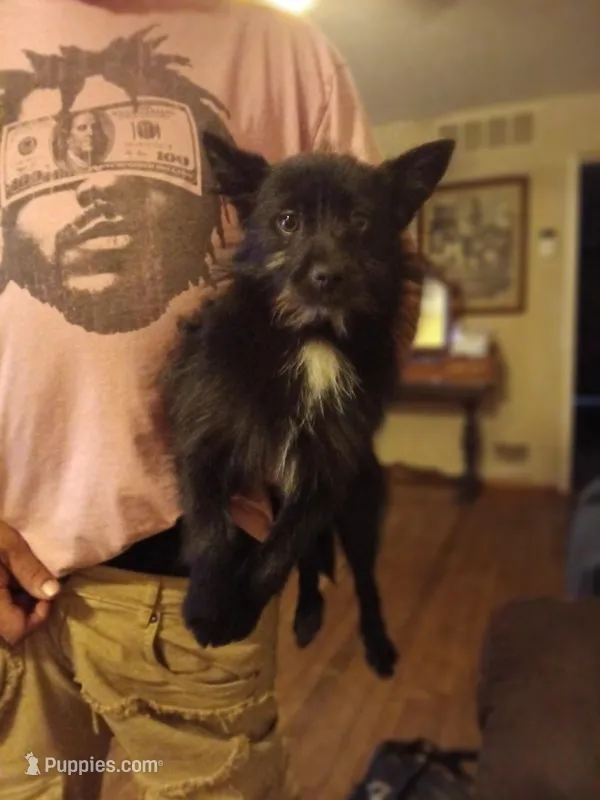 Pom pom  – Pomeranian puppy for sale in Augusta, GA