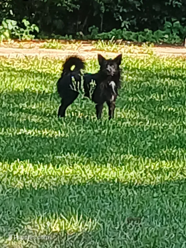 Pom pom  – Pomeranian puppy for sale in Augusta, GA