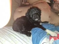 Boots, a male Labradoodle for sale in Augusta, GA – 4 of 7
