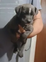 Blue moon, a male American Bully for sale in Augusta, GA – 2 of 2