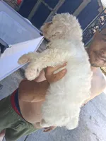 Snowbunny, a female Labradoodle and Poodle - Miniature  for sale in Augusta, GA – 2 of 7