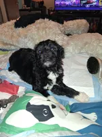 Boots, a male Labradoodle for sale in Augusta, GA – 2 of 7