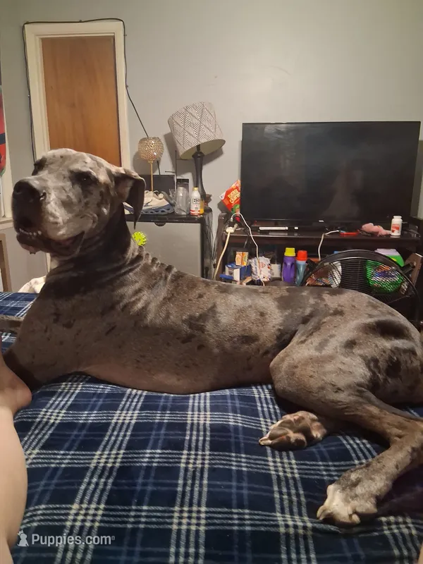 Daisy moomoo – Great Dane puppy for sale in Augusta, GA