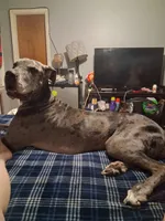 Daisy moomoo, a female Great Dane for sale in Augusta, GA – 1 of 3