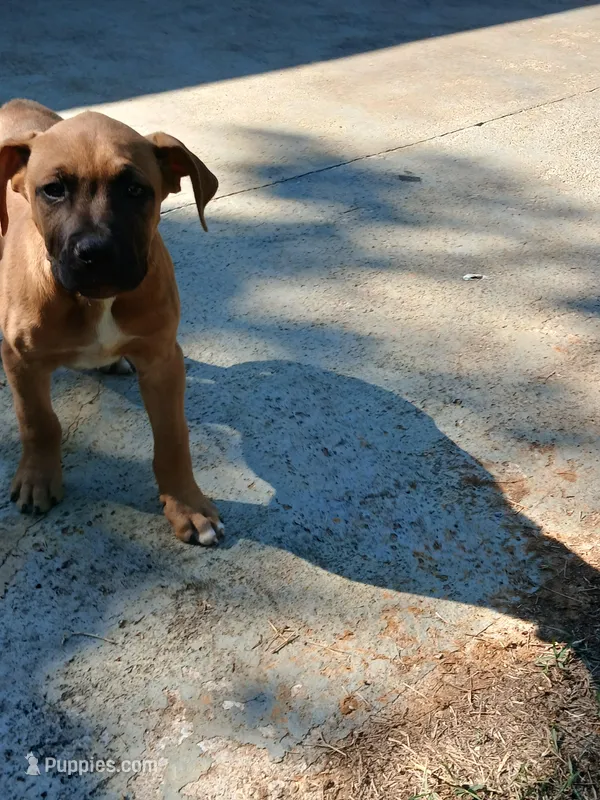Nicky – Cane Corso puppy for sale in Augusta, GA