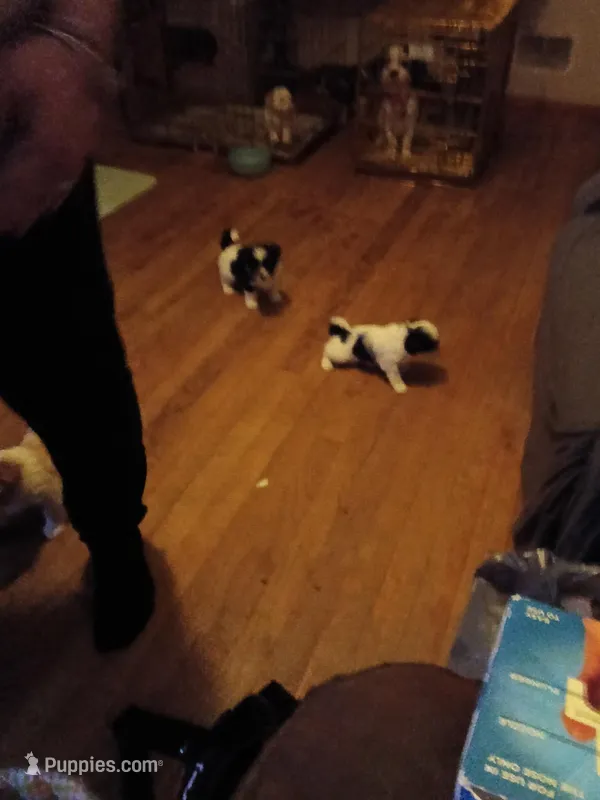 Panda – Shihpoo puppy for sale in Augusta, GA