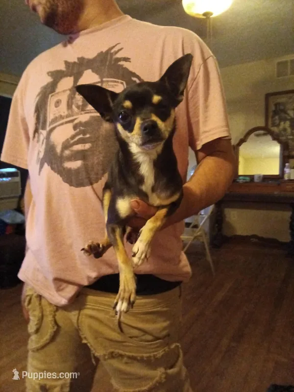 Janet – Chihuahua puppy for sale in Augusta, GA